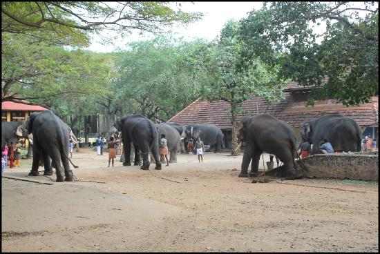 elephants guruvayur