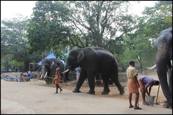 elephants thrissur
