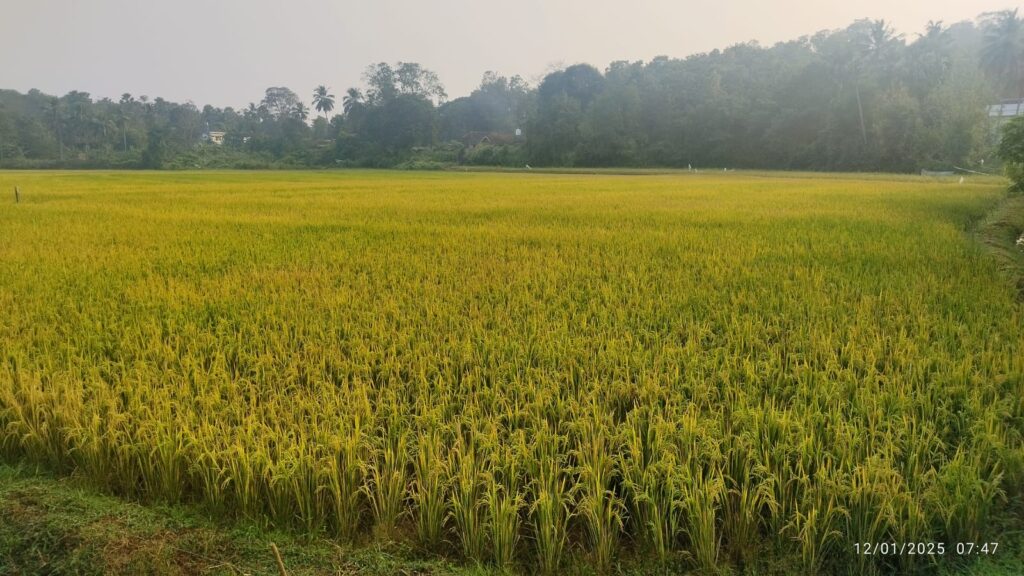 nearby attoor homestay7